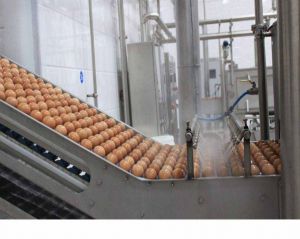 蛋品生产线